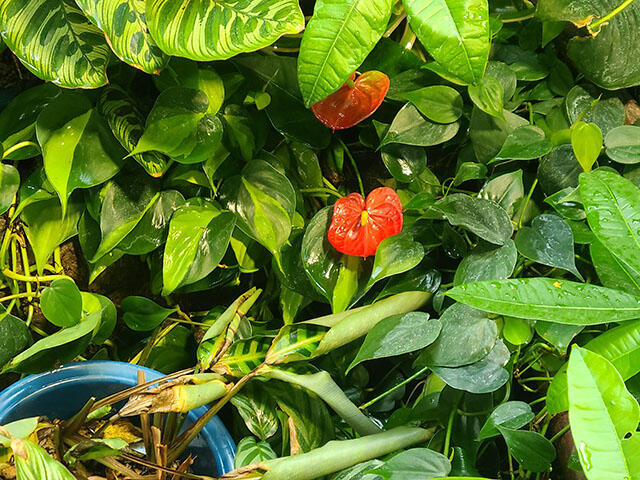 2408_anthurium_02.jpg