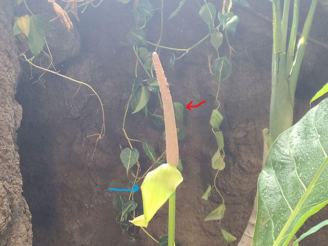 2408_anthurium_03.jpg