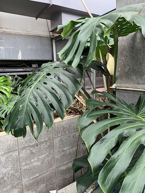 2409_monstera_01.jpg