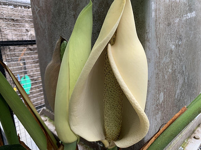 2409_monstera_02.jpg