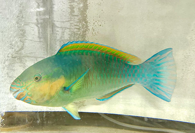 2410_budai_01.jpg