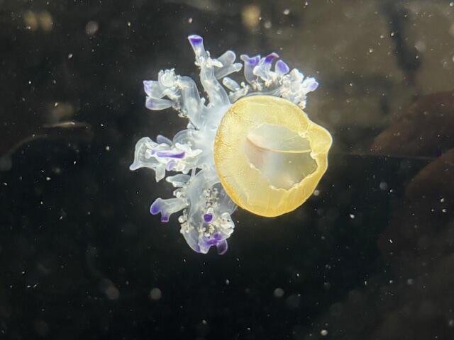 2410_friedegg_03.jpg