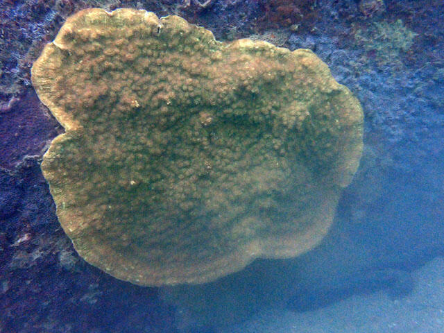2411_iburi87_03.jpg