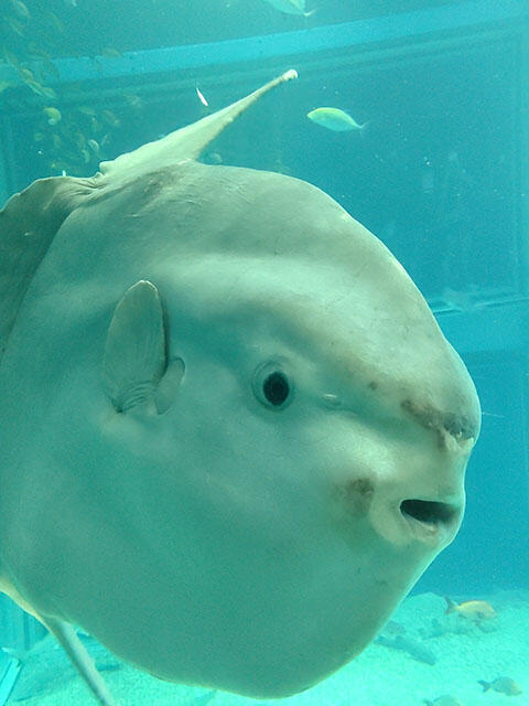 2411_manbo.jpg
