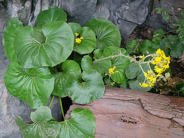 天狗の葉団扇（テングノハウチワ）｜海遊館とつながる｜海遊館