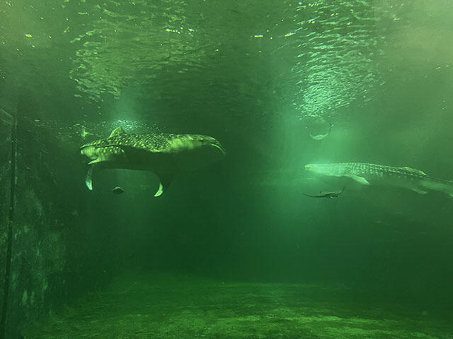 2412_iburi89_02.jpg