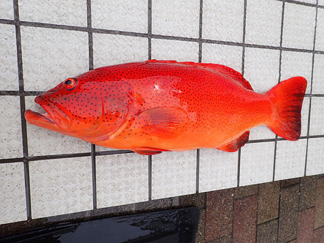 Amazon.co.jp: 以布利黒潮の魚―ジンベエザメからマンボウまで : Japanese Books