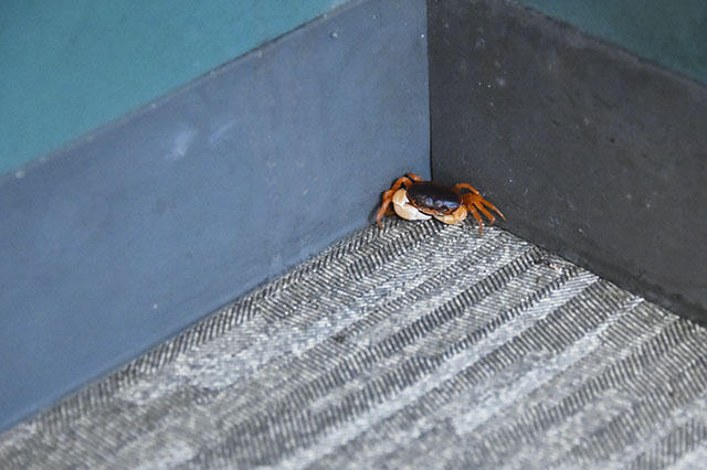 新入社員の私が館内を見て気づいたこと ｰ サワガニの冒険 海遊館とつながる 海遊館