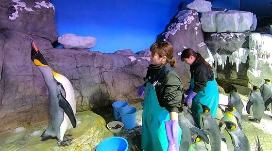 オウサマペンギン|常設展示|展示・館内紹介|海遊館 オウサマペンギン|常設展示|展示・館内紹介|海遊館