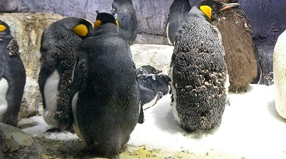 オウサマペンギン|常設展示|展示・館内紹介|海遊館 オウサマペンギン|常設展示|展示・館内紹介|海遊館
