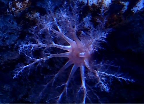 北極の生物紹介 オレンジフッテドシーキューカンバー 海遊館とつながる 海遊館 北極の生物紹介 オレンジフッテドシーキューカンバー 海遊館とつながる 海遊館