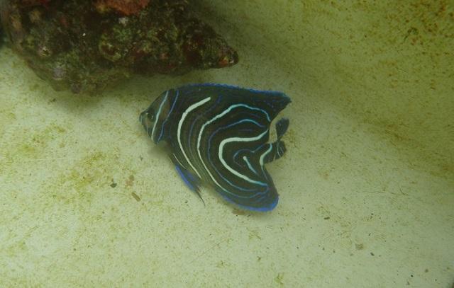 成魚と幼魚 サザナミヤッコ 海遊館とつながる 海遊館