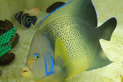 成魚と幼魚 サザナミヤッコ 海遊館とつながる 海遊館