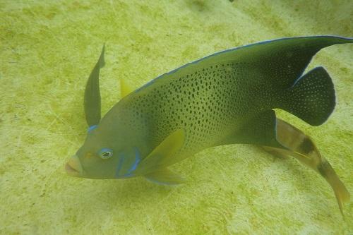 成魚と幼魚 サザナミヤッコ 海遊館とつながる 海遊館