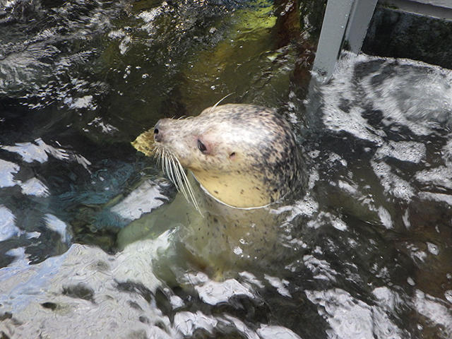 sealion_tabetai_03.jpg