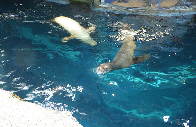 sealion_tabetai_05.jpg