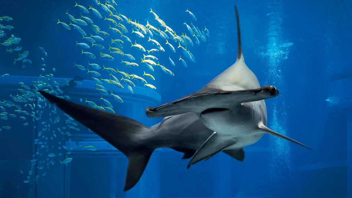 アカシュモクザメ | 生きもの図鑑 | 生きものを知る | 海遊館