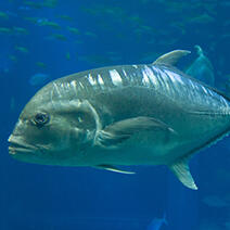 コバンザメ | 生きもの図鑑 | 生きものを知る | 海遊館