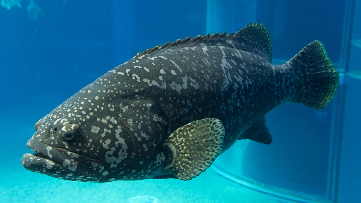 海水魚　タマカイ タマカイ | 生きもの図鑑 | 生きものを知る | 海遊館