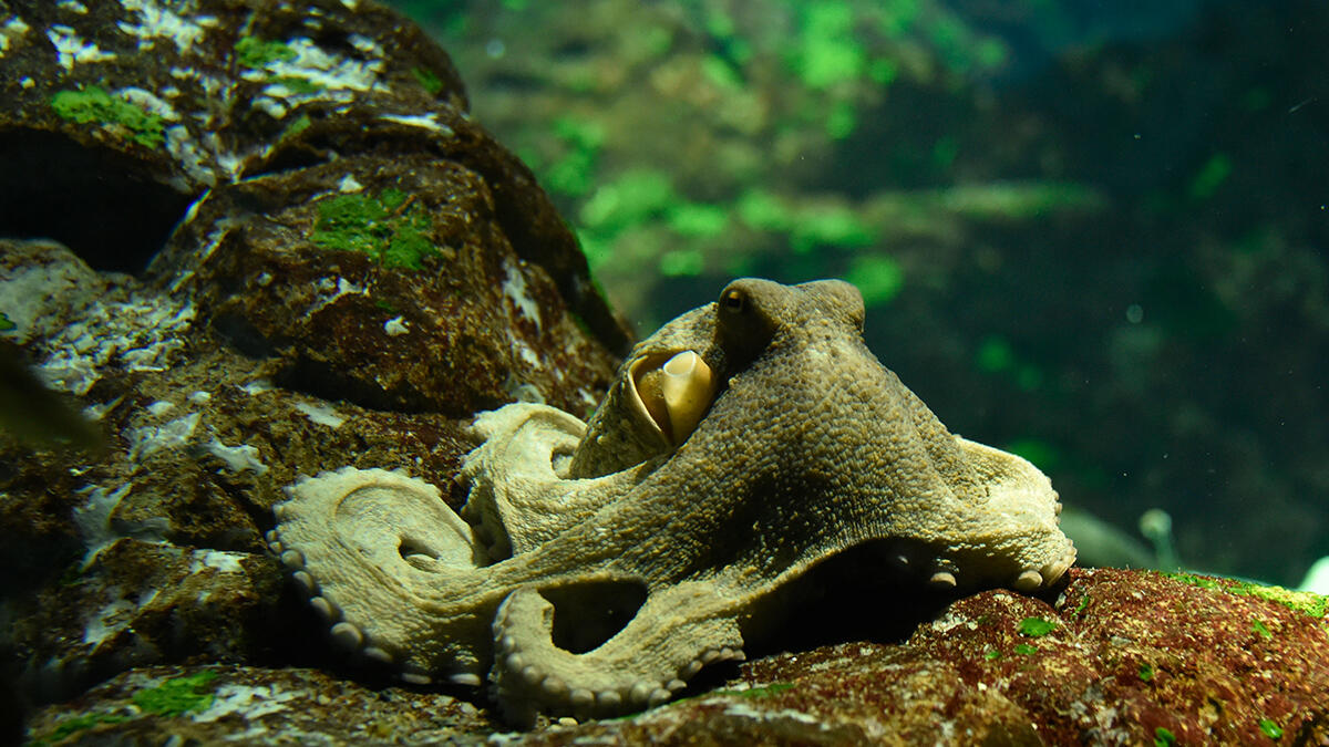 マダコ | 生きもの図鑑 | 生きものを知る | 海遊館