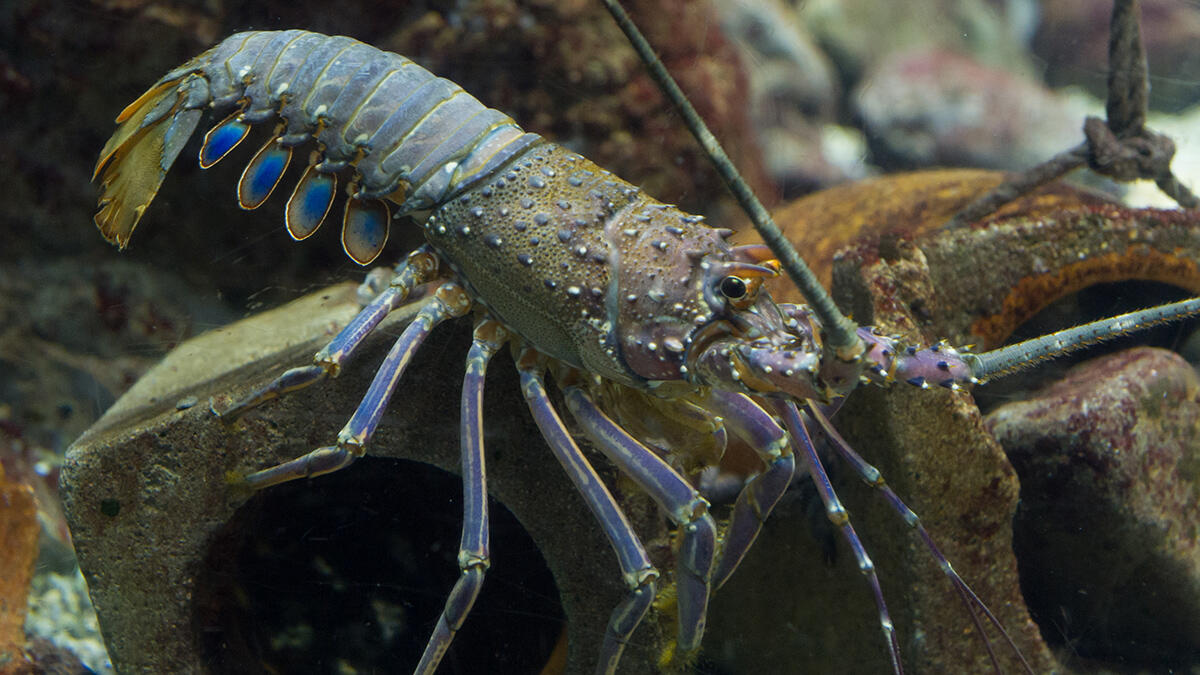 イセエビ | 生きもの図鑑 | 生きものを知る | 海遊館