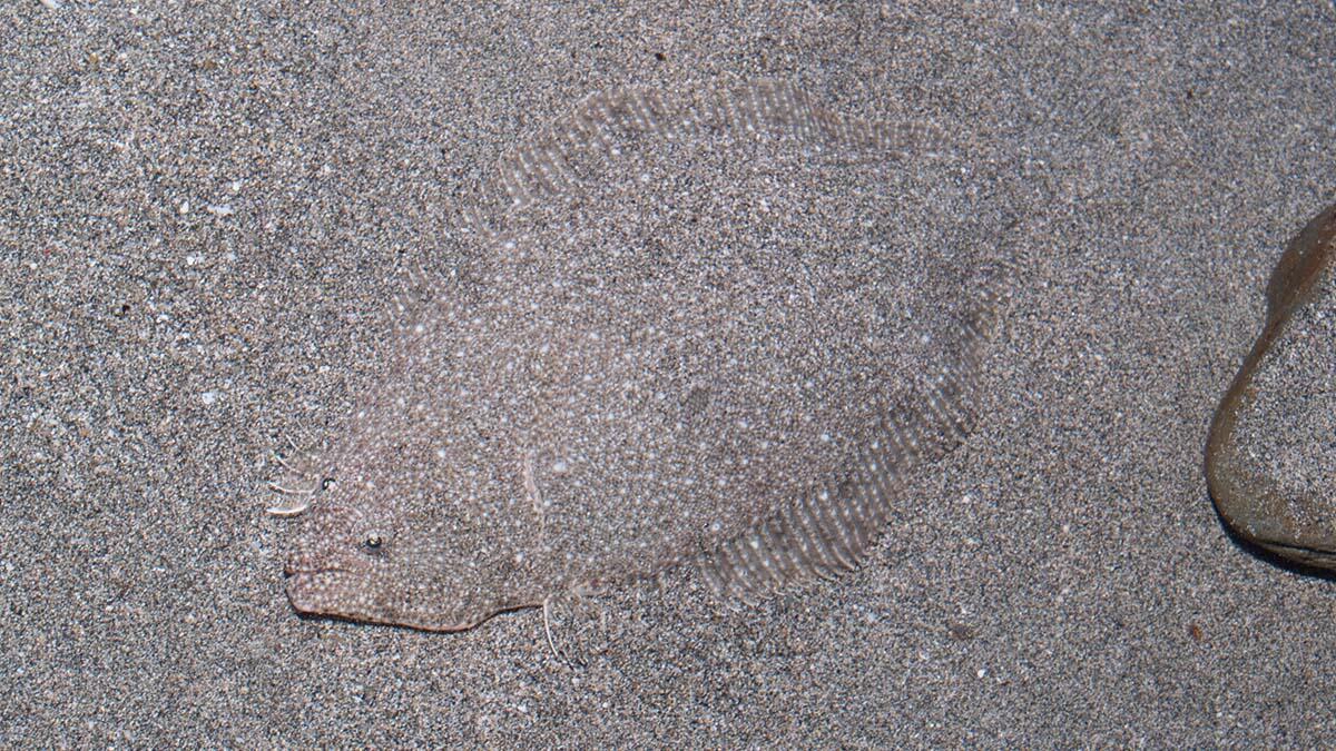 ヒラメ | 生きもの図鑑 | 生きものを知る | 海遊館