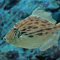 ウツボ | 生きもの図鑑 | 生きものを知る | 海遊館