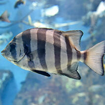 ウツボ | 生きもの図鑑 | 生きものを知る | 海遊館