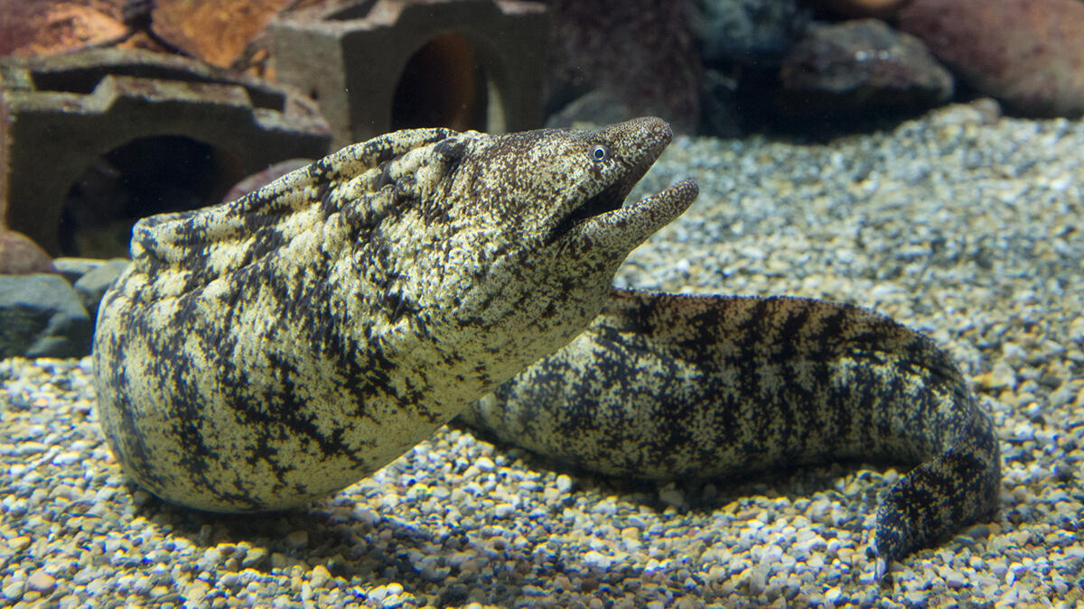 ウツボ | 生きもの図鑑 | 生きものを知る | 海遊館