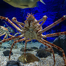 タカアシガニ | 生きもの図鑑 | 生きものを知る | 海遊館
