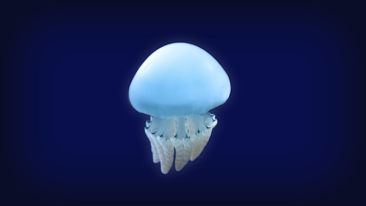 カラージェリ—フィッシュ | 生きもの図鑑 | 生きものを知る | 海遊館