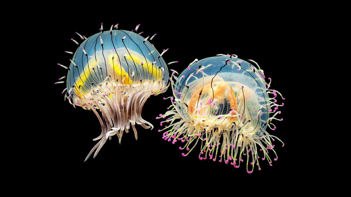 クラゲ ハナガサクラゲ | 生きもの図鑑 | 生きものを知る | 海遊館