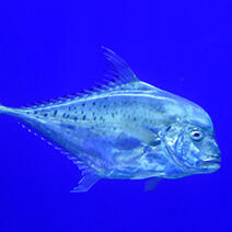 サザナミトサカハギ | 生きもの図鑑 | 生きものを知る | 海遊館