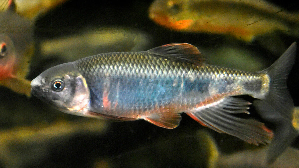 オイカワ | 生きもの図鑑 | 生きものを知る | 海遊館