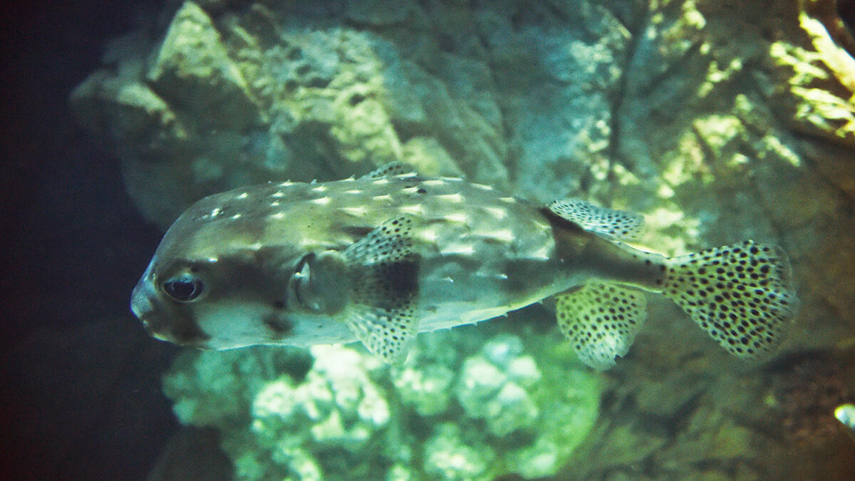 イシガキフグ | 生きもの図鑑 | 生きものを知る | 海遊館