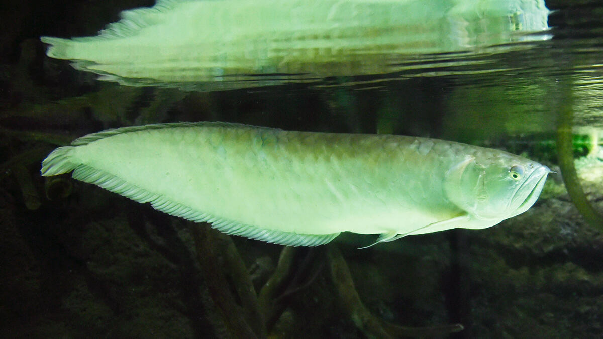 アロワナ | 生きもの図鑑 | 生きものを知る | 海遊館