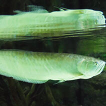 136_arowana_thumb.jpg