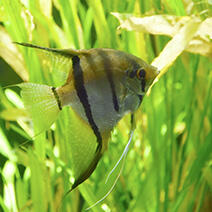 140_angelfish_thumb.jpg