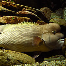 ウツボページ ウツボ | 生きもの図鑑 | 生きものを知る | 海遊館