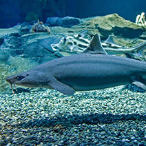 稀少レア四国太平洋沖深海生物タカアシガニふんどし腹リアル凹凸