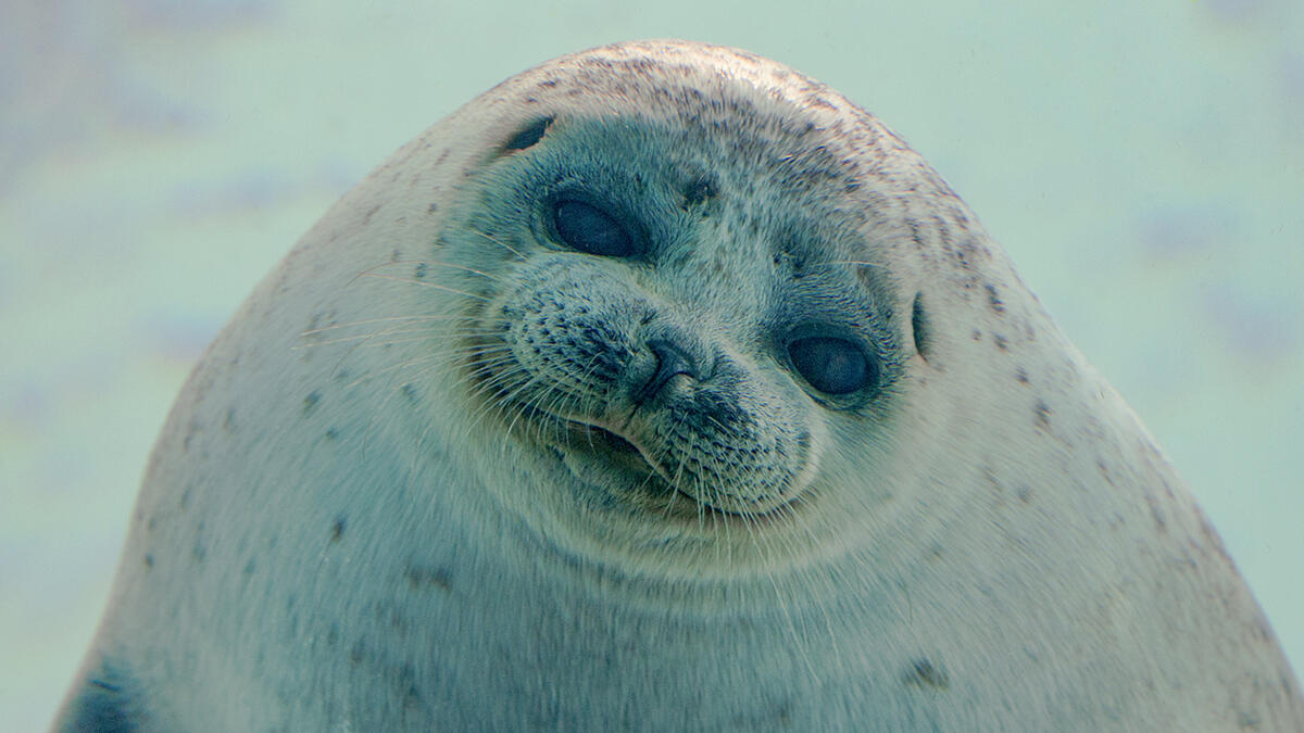 アザラシ 輝くアザラシ | 【公式】おたる水族館
