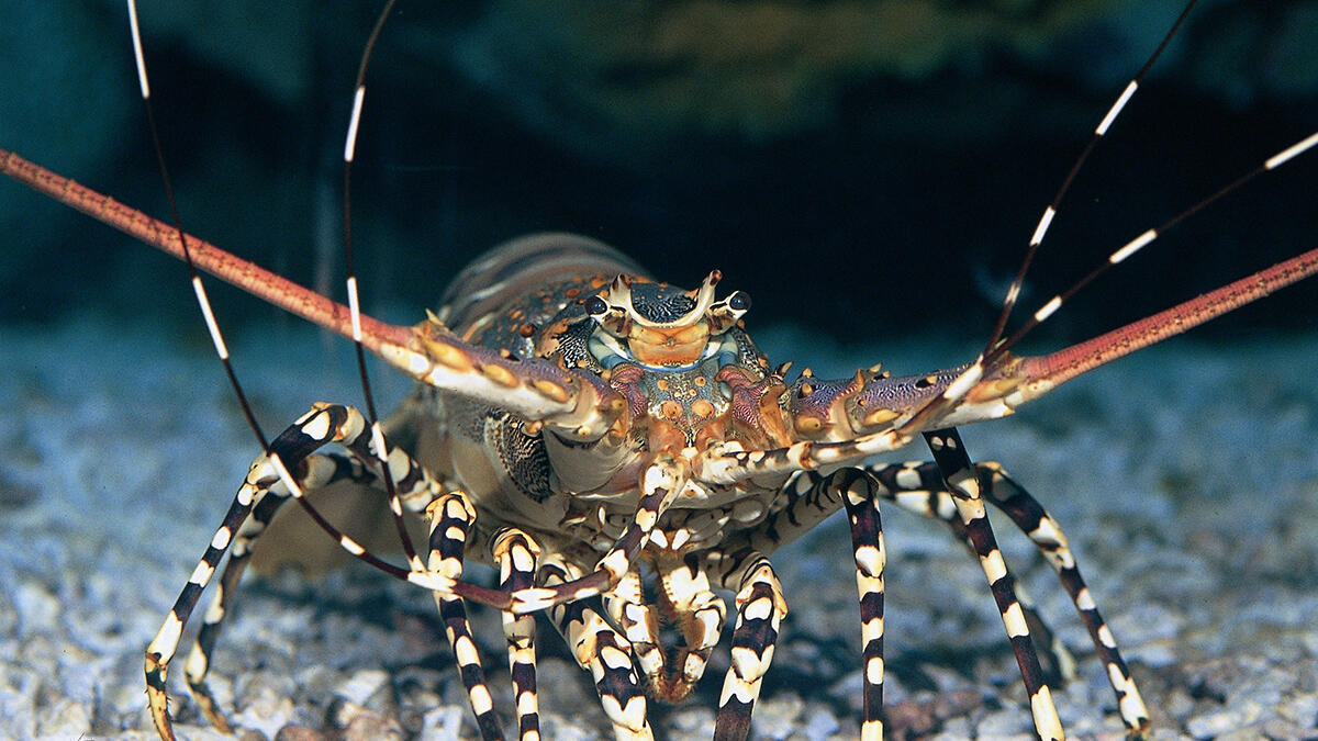 ネイチャーテクニカラー ニシキエビ ネイチャーテクニカラー ニシキエビ