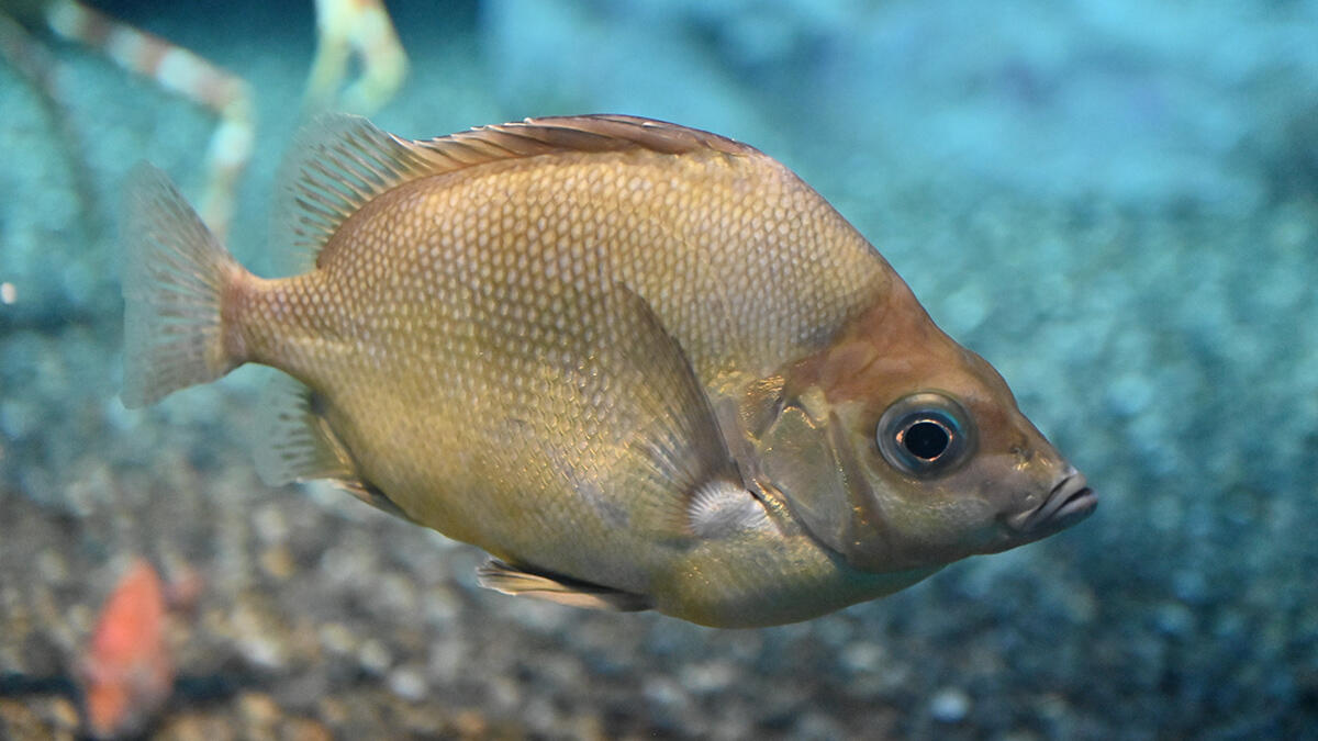ツボダイ | 生きもの図鑑 | 生きものを知る | 海遊館