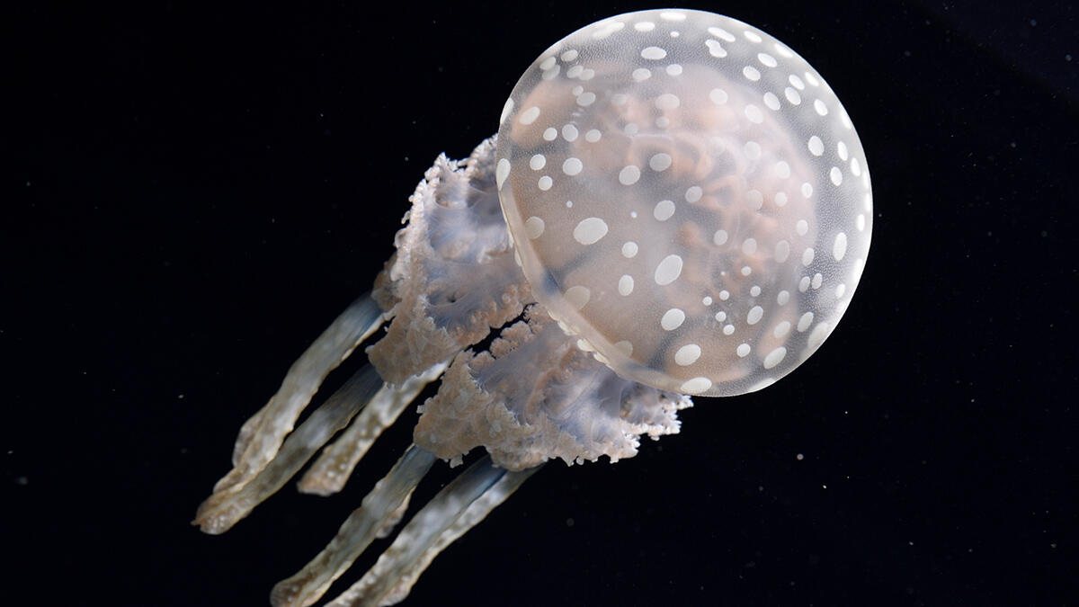 【タコクラゲ】 タコクラゲ | 生きもの図鑑 | 生きものを知る | 海遊館