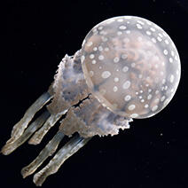 タコクラゲページ 171_takokurage_thumb.jpg