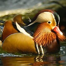 オシドリ | 生きもの図鑑 | 生きものを知る | 海遊館