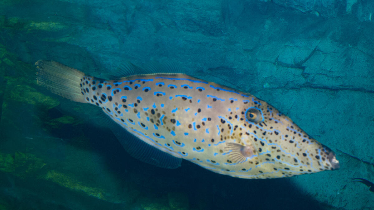 ソウシハギ | 生きもの図鑑 | 生きものを知る | 海遊館