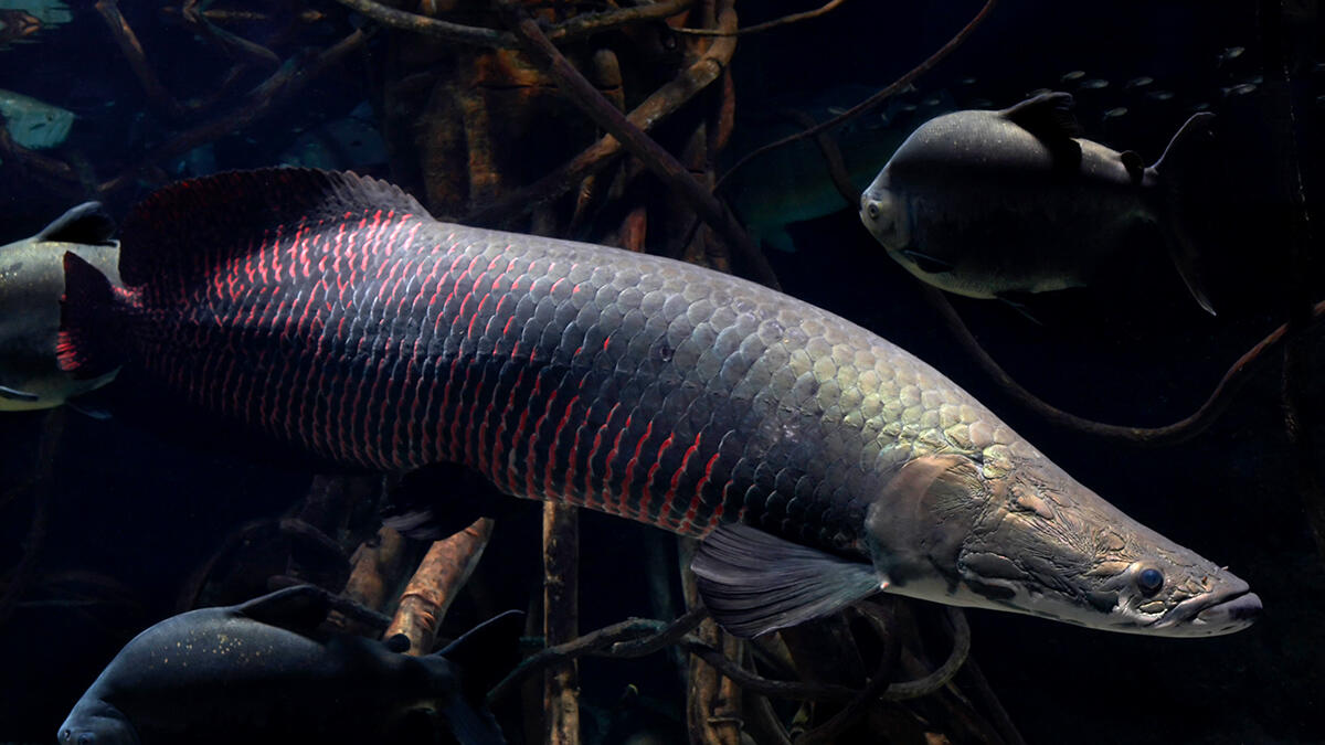 熱帯魚、ピラルク ピラルク | 生きもの図鑑 | 生きものを知る | 海遊館