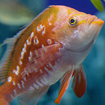 サザナミトサカハギ | 生きもの図鑑 | 生きものを知る | 海遊館