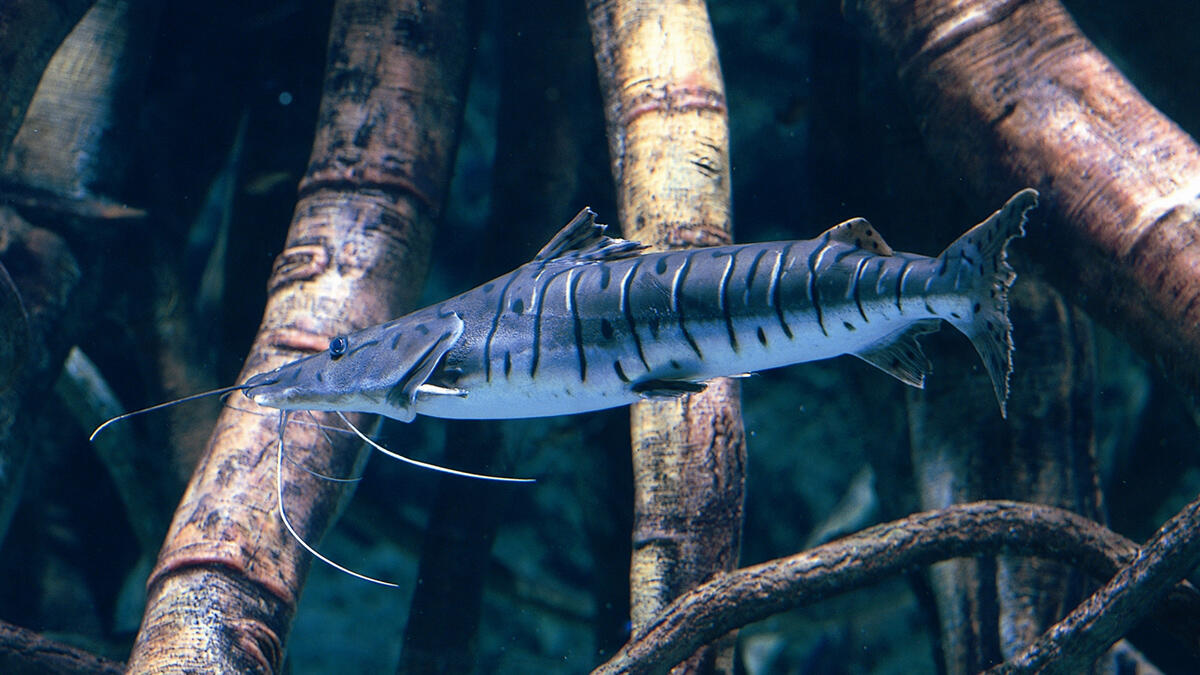 タイガーショベルノーズキャットフィッシュ | 生きもの図鑑 | 生きもの